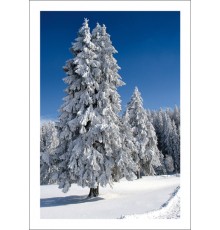 R-970-7801  Weihnachtskarte